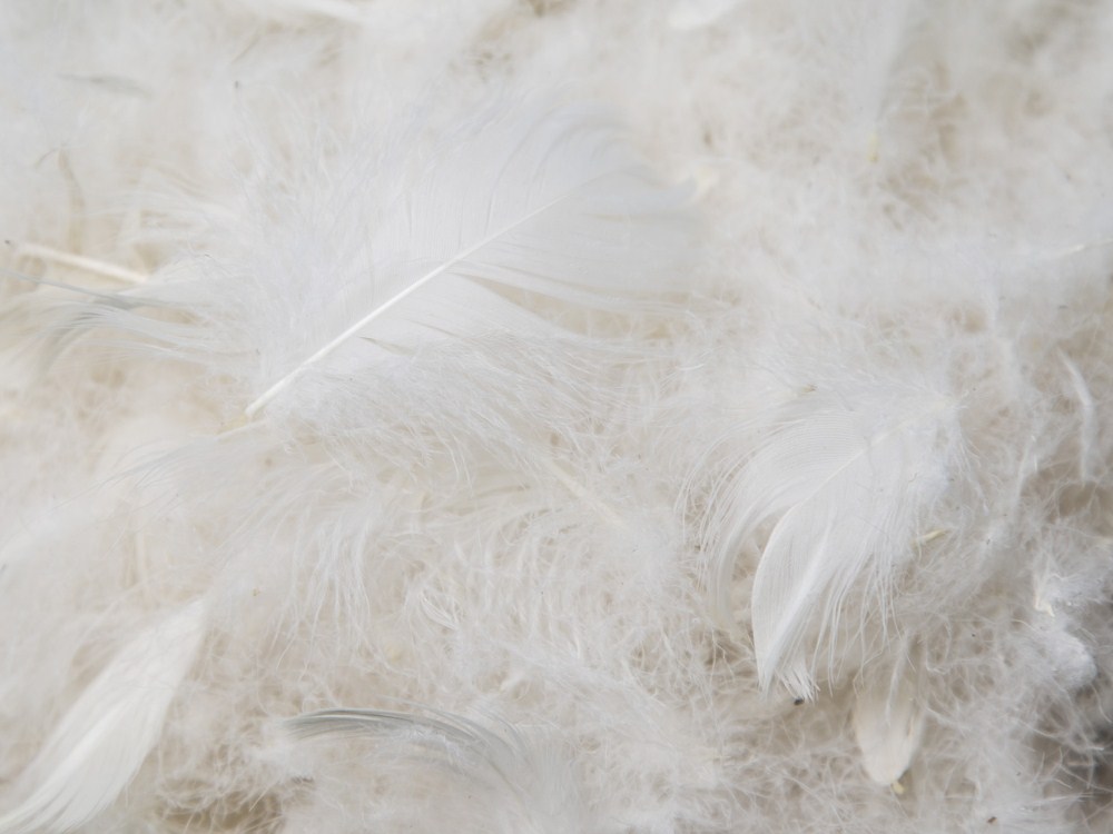 White Goose Original Feather (3).jpg